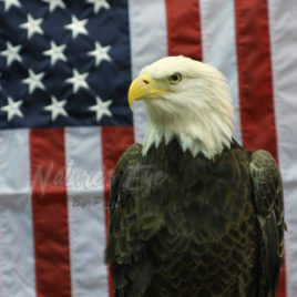 Freedom Eagle