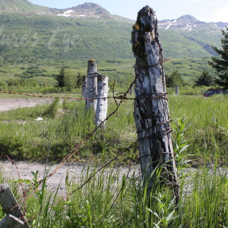 Old retired fence post