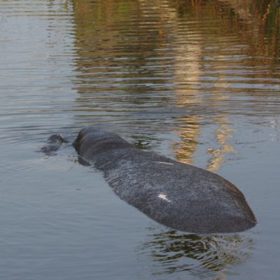 Manatee and Calf